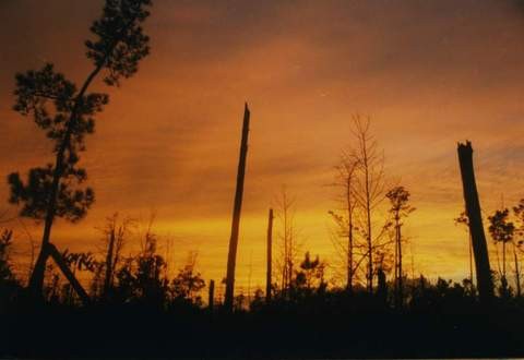 Francis-Marion-National-Forest-after-Hurricane-Hugo-by-hdport.jpg