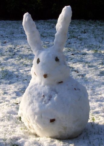 snow-bunny-public-domain.JPG