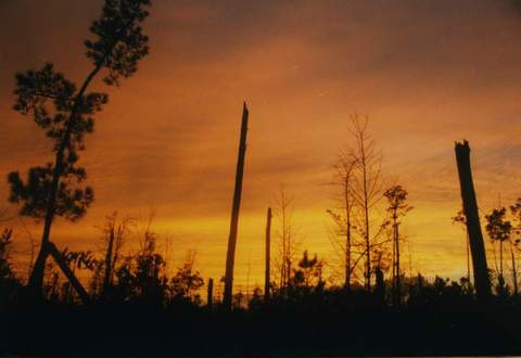 Francis-Marion-National-Forest-after-Hurricane-Hugo-by-hdport.jpg