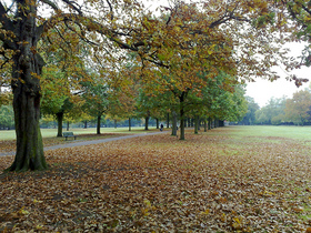 bare-trees-leaves-on-ground-by-markhillary.jpg