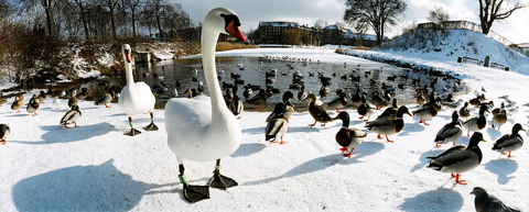 birds-winter-pond-by-Stig-Nygaard.jpg