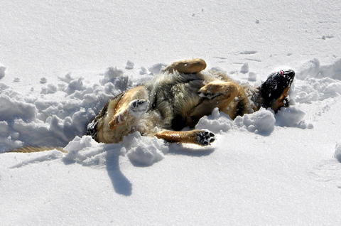 dog-rolling-in-snow-by-Martina-Rathgens.jpg