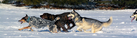 dogs-running-in-snow-by-rengel134.jpg