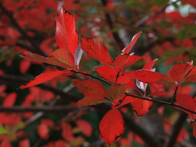 fire-red-leaves-by-ingridtaylar.jpg