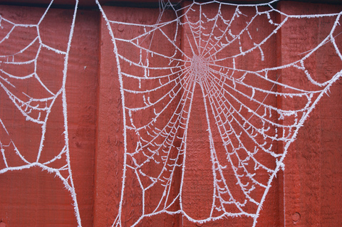 hoar-frost-on-spider-webs-by-Andrew-Michaels.jpg