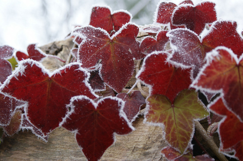 hoar-frost-red-leaves-by-Andrew-Michaels (1).jpg