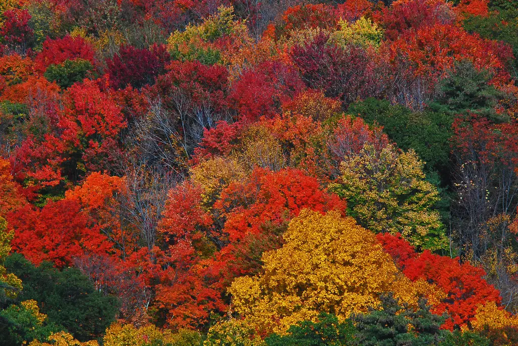 Early Arrival Of New England Fall Colors: A Sign Of Climate Change