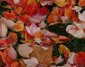 red-orange-colorful-fall-leaves-by-wonderlane.jpg