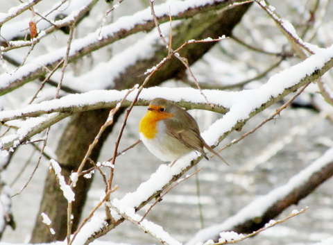 robin-snow-winter-by-Mostly-Dans.jpg