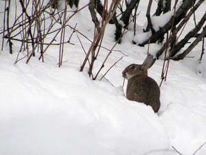 winter-pictures-photo-by-tomi-tapio.jpg