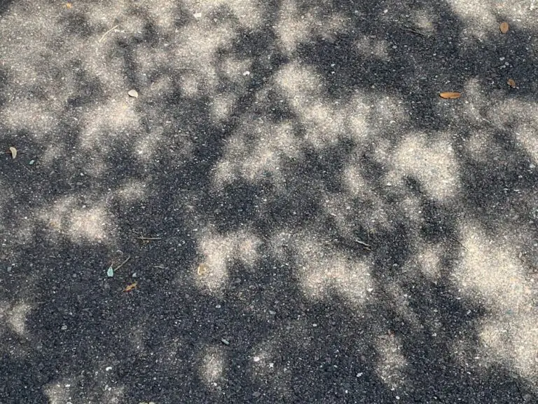 The partial eclipse cast crescent-shaped shadows on the ground. Oak trees were particularly good at showing off the funky crescent-shaped shadows! 