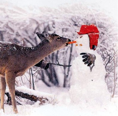deer-vs-snowman.jpg