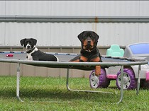 dogs-on-trampoline.jpg