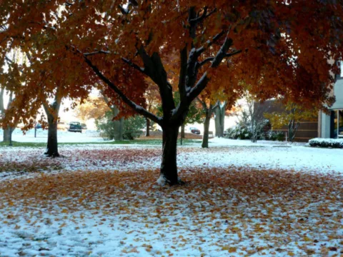 early-snow-fall-leaves