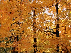 fall-foliage-photo-by-muffinman71xx.jpg