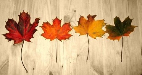fall-leaves-rainbow-colors