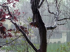 falling-rain-photo-by-laffy4k.jpg
