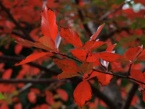 Fiery red leaves in the Fall. 