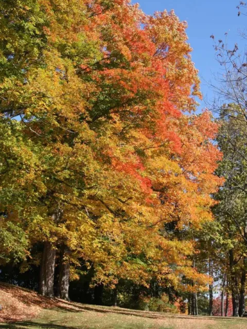 Colorful Indian Summer trees.