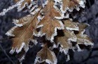 Leaves with ice on them photo (c) BigFoto.com