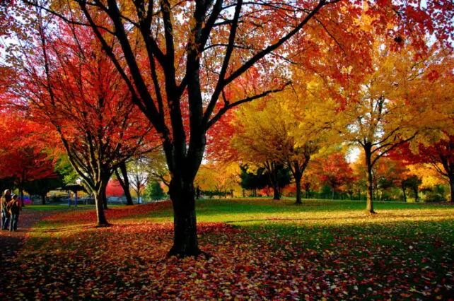 2024 Maps To Track The Progression Of Colorful Autumn Leaves | Weather ...