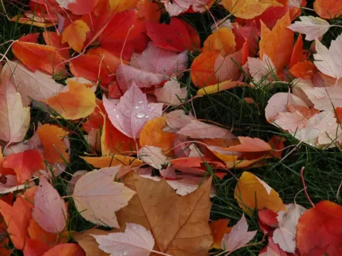 Brightly colors Fall foliage on the ground in Redmond Washington in November.