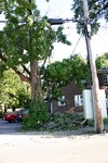 Trees damaged from Hurricane Katrina's strong winds in Franklin, Tennessee.