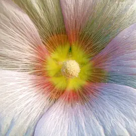 pollen-inside-a-flower-by-ToniVC.jpg